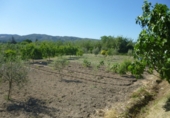 Non-developable land for sale on España, Ontinyent, ref: TR113800 photo