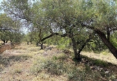Terreno no urbanizable en venta en la España, el Perelló, ref: TR117962 foto