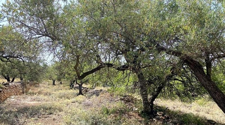 Tarragona - el Perelló - 20793m2