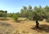 Terreno no urbanizable en venta en la España, el Perelló, ref: TR117962 foto