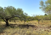 Terreno no urbanizable en venta en la España, el Perelló, ref: TR117962 foto