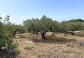 Terreno no urbanizable en venta en la España, el Perelló, ref: TR117962 foto