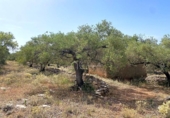Terreno no urbanizable en venta en la España, el Perelló, ref: TR117962 foto