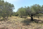 Terreno no urbanizable en venta en la España, el Perelló, ref: TR117962 foto