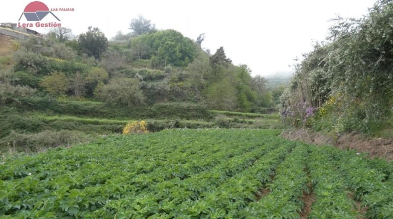 Las Palmas - Vega de San Mateo - 3000m2