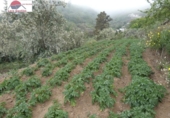 Земельный участок на продажу в городе Vega de San Mateo Фото