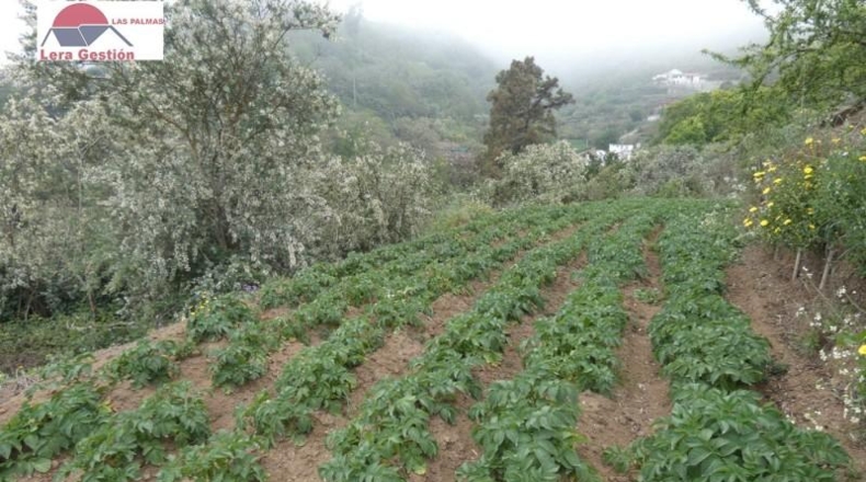Las Palmas - Vega de San Mateo - 3000m2