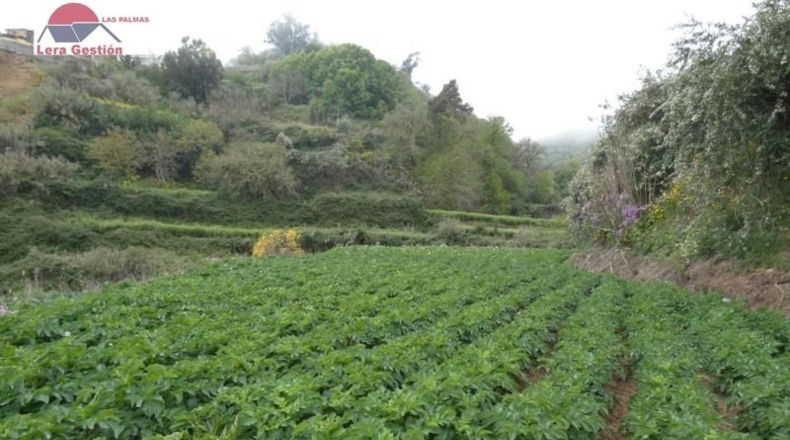 Las Palmas - Vega de San Mateo - 3000m2