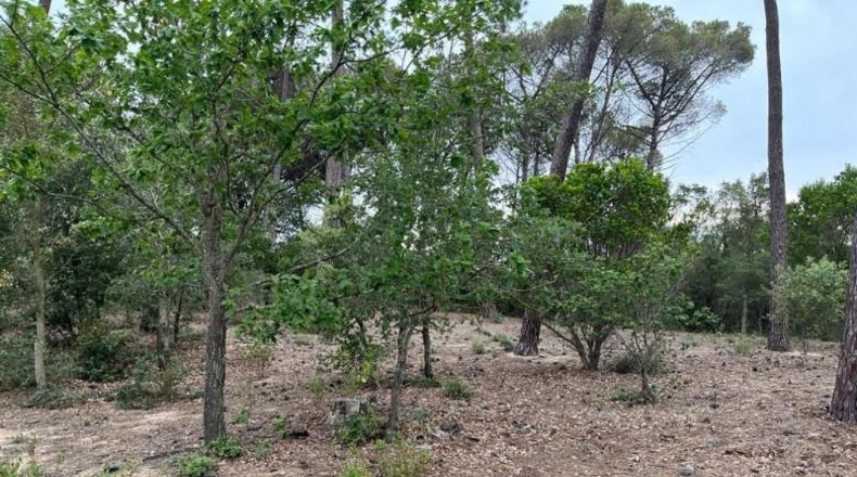 Gerona - Maçanet de la Selva - 10269m2