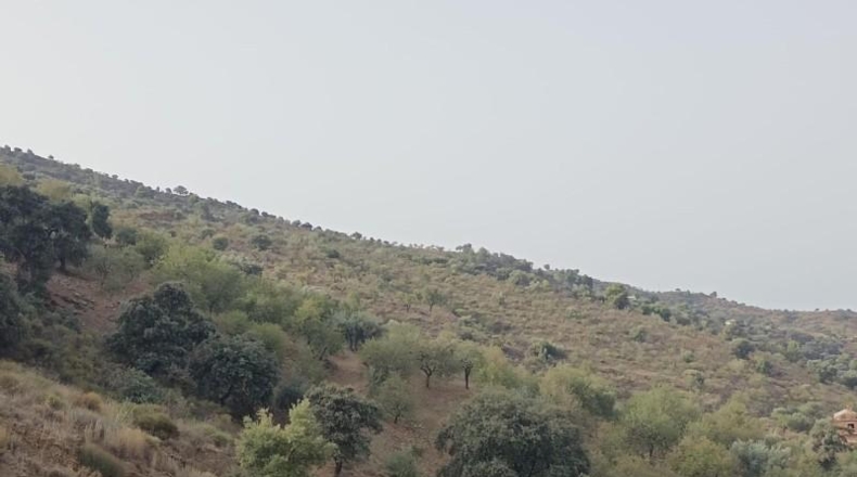 Málaga - Málaga - 20000m2