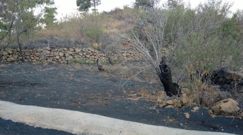 Santa Cruz de Tenerife - El Paso - 7924m2