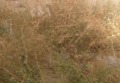 Land suitable for development for sale on España, Monóvar, ref: TR146022 photo