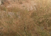 Land suitable for development for sale on España, Monóvar, ref: TR146022 photo