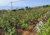 Non-developable land for sale on España, La Victoria de Acentejo, ref: TR254907 photo