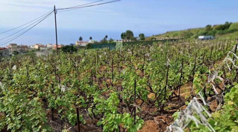Santa Creu de Tenerife - La Victoria de Acentejo - 1885m2