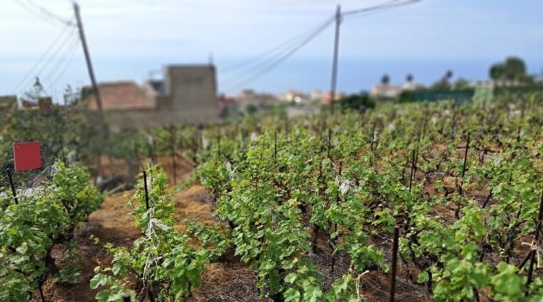 Santa Creu de Tenerife - La Victoria de Acentejo - 1885m2