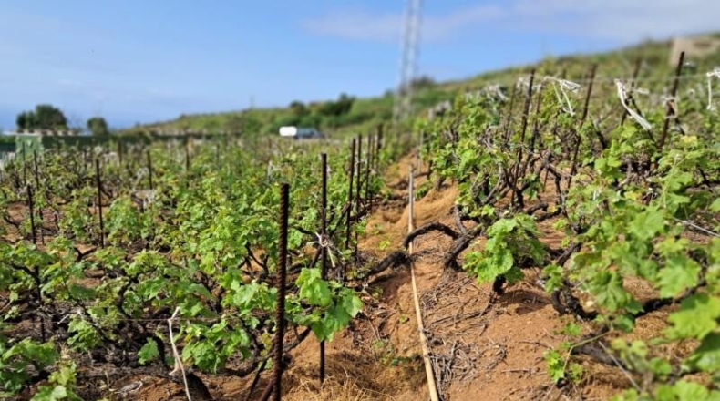 Santa Creu de Tenerife - La Victoria de Acentejo - 1885m2