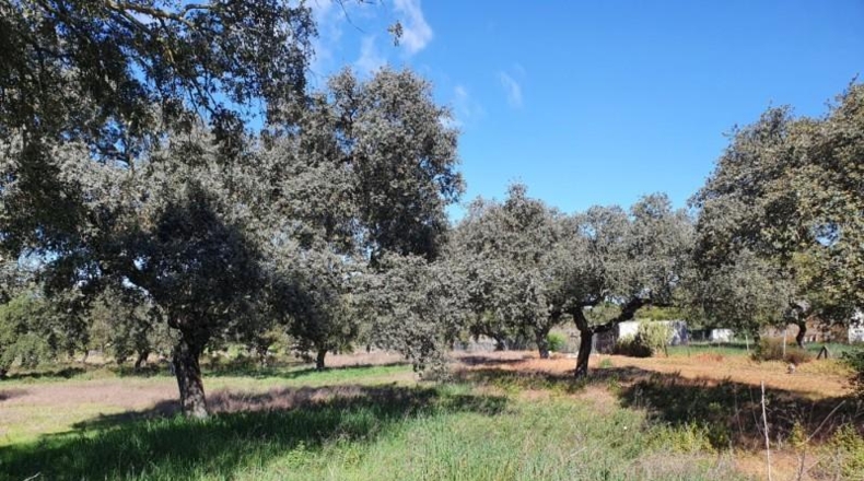 Badajoz - Badajoz - 8800m2