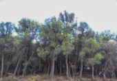 Chalet independiente con terreno en venta en la España, Cozvíjar, ref: TR231790 foto
