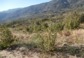 Non-developable land for sale on España, Valdastillas, ref: TR113032 photo