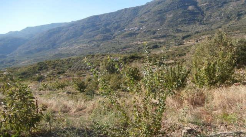 Cáceres - Valdastillas - 18000m2