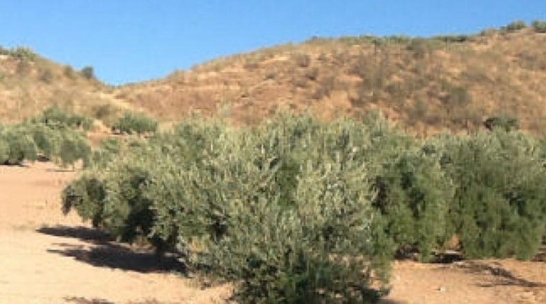 Córdoba - Priego de Córdoba - 44284m2