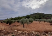 Xalet independent amb terreny en venda a la España, la Romana, ref.: TR301167 foto