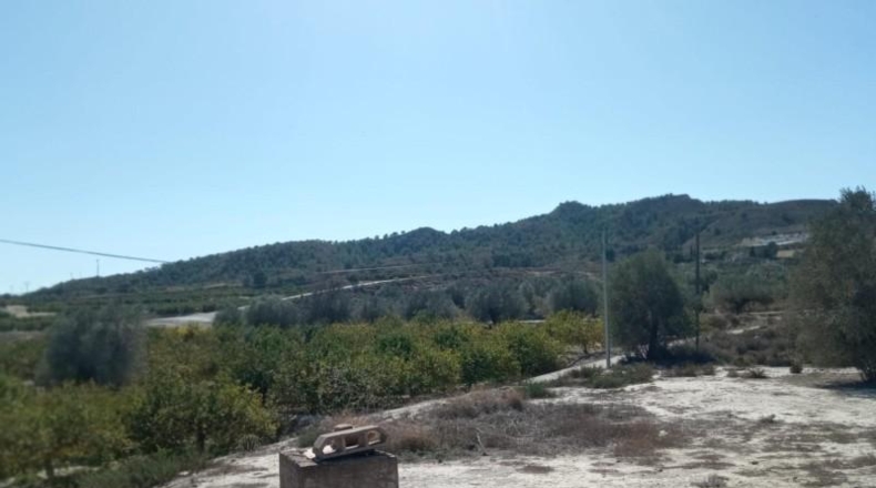 Murcia - Murcia - 1500m2
