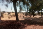 Xalet independent amb terreny en venda a la España, Garrovillas de Alconétar, ref.: TR215109 foto