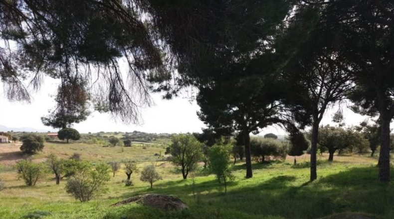 Cáceres - Garrovillas de Alconétar - 6200m2