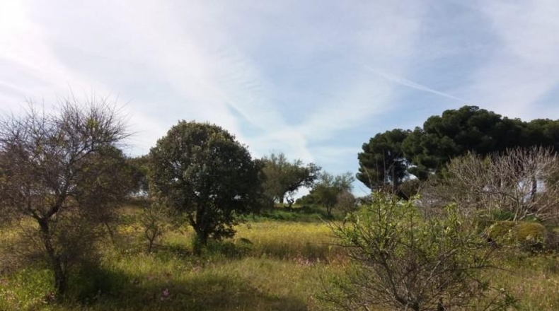 Cáceres - Garrovillas de Alconétar - 6200m2