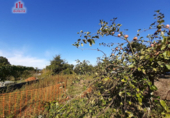 Parcel·la urbanitzable en venda a la España, San Cibrao das Viñas, ref.: TR116349 foto