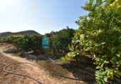 Terreno no urbanizable en venta en la España, Mazarrón, ref: TR330230 foto