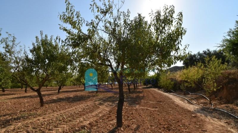 Murcia - Mazarrón - 40000m2