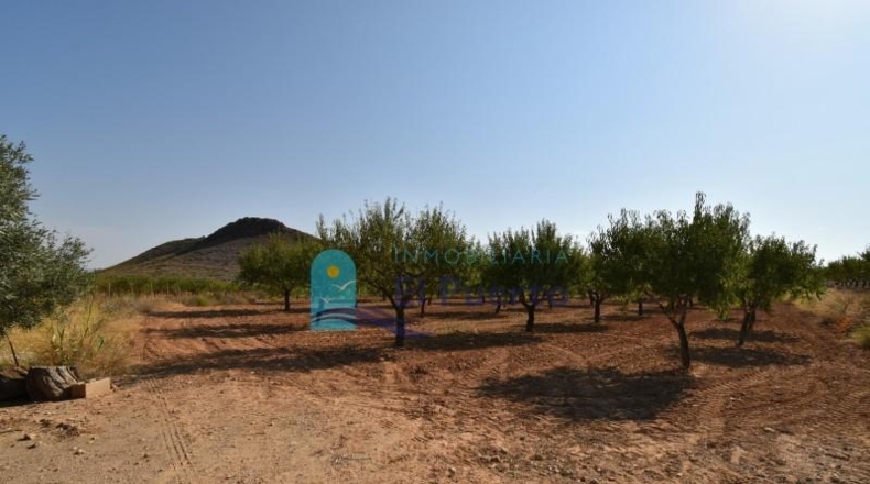Murcia - Mazarrón - 40000m2