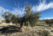 Non-developable land for sale on España, Fortuna, ref: TR379440 photo