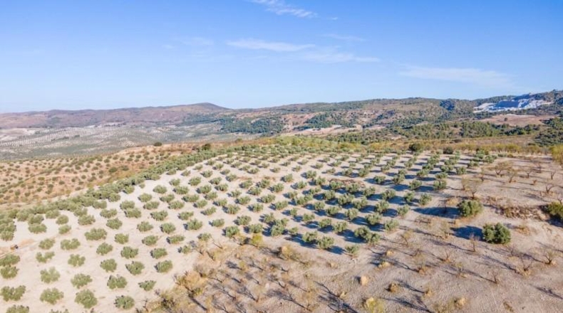 Granada - Jayena - 29102m2