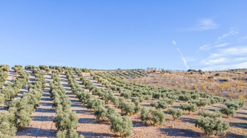Granada - Jayena - 29102m2