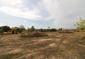 Non-developable land for sale on España, Novelda, ref: TR119702 photo