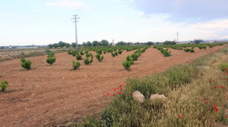Albacete - Mahora - 14828m2