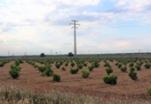 Non-developable land for sale on España, Mahora, ref: TR120740 photo