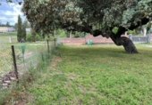 Land suitable for development for sale on España, Casar de Cáceres, ref: TR143522 photo