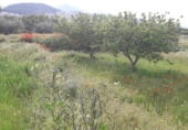 Non-developable land for sale on España, Moratalla, ref: TR143960 photo