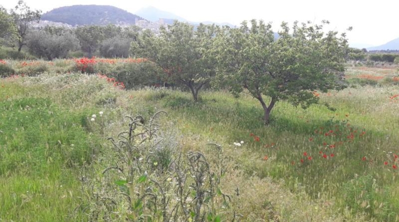 Murcia - Moratalla - 4351m2