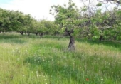 Non-developable land for sale on España, Moratalla, ref: TR143960 photo