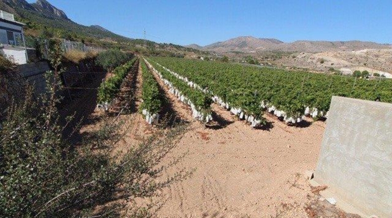 Alicante - la Romana - 12000m2