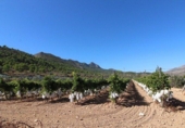 Terreny no urbanitzable en venda a la España, la Romana, ref.: TR116332 foto