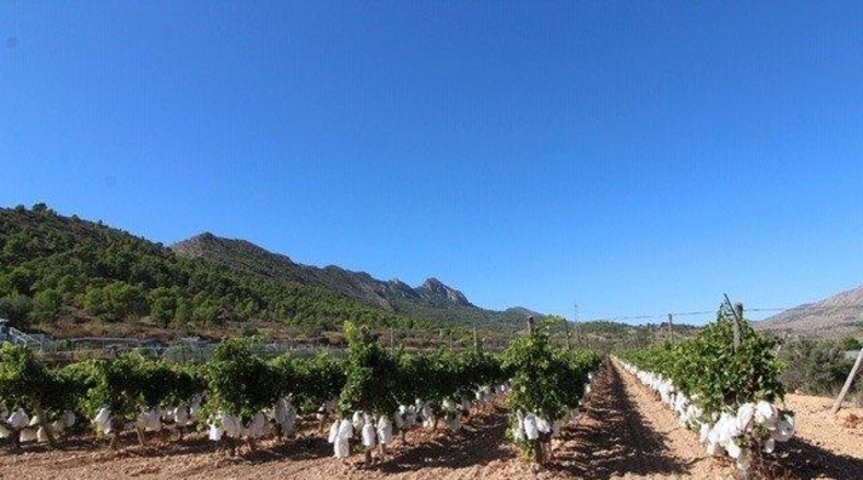 Alicante - la Romana - 12000m2