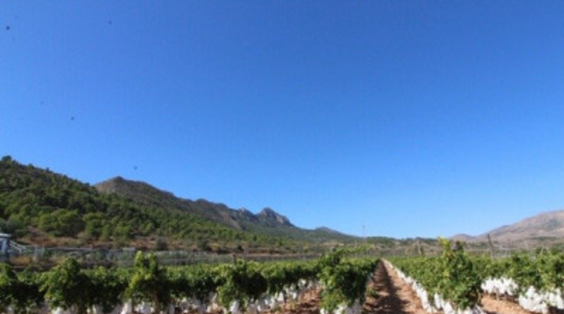 Alicante - la Romana - 12000m2