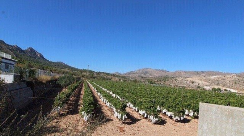 Alicante - la Romana - 12000m2